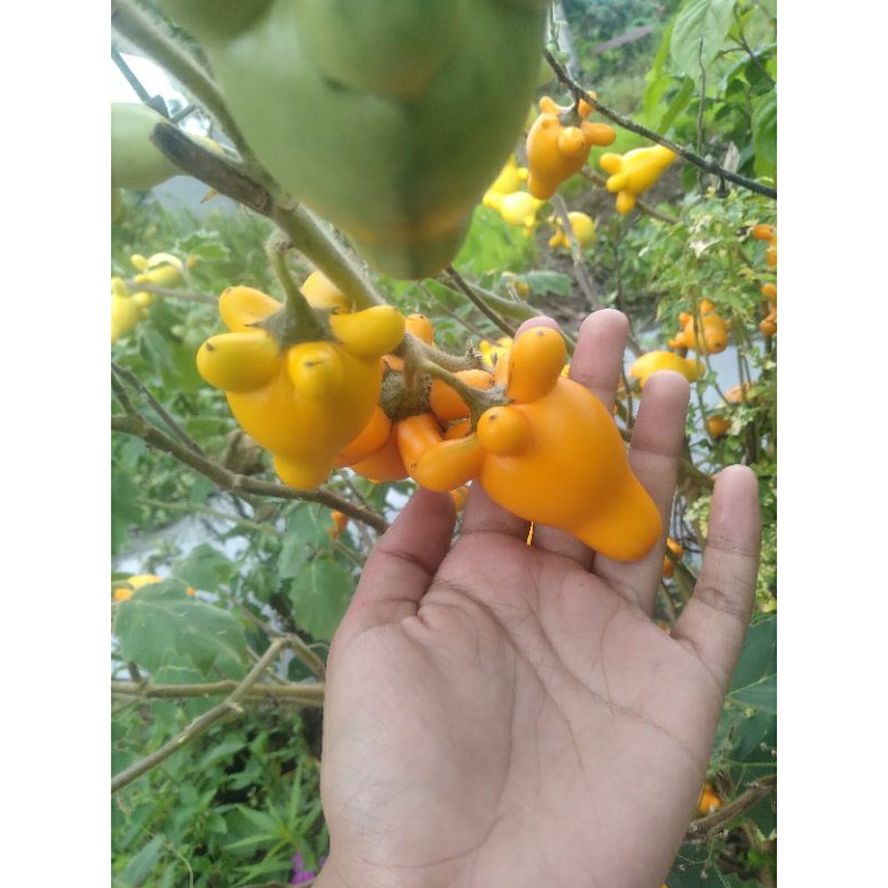 

BUAH TERONG SUSU TERMURAH FRESH