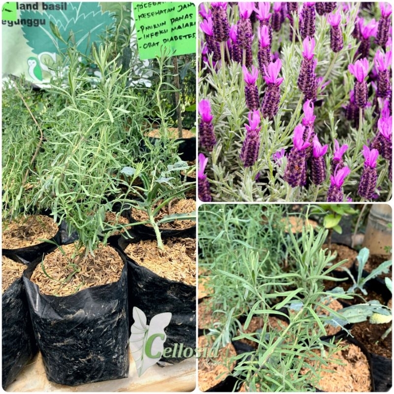 Bibit Tanaman Herbal Lavender Mexican Import / Mexican Lavender Beraroma Wangi