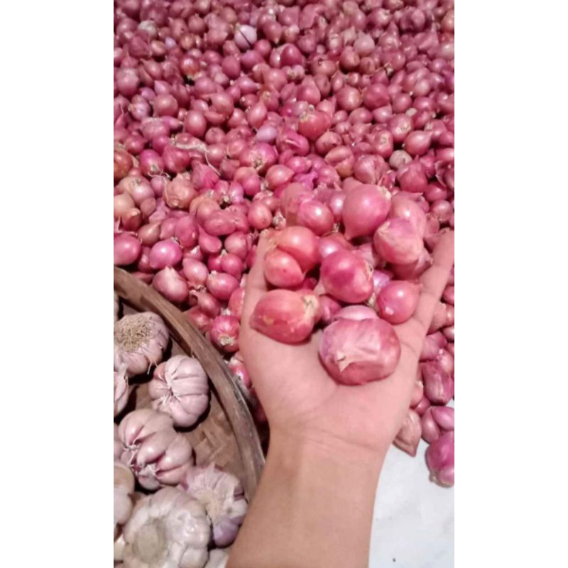 

brambang segar besar