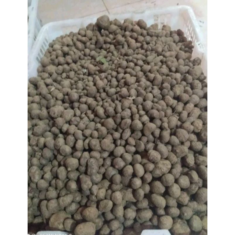 

katak porang buah iles katak 1kg