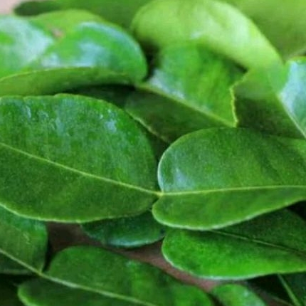 

Daun jeruk perpack