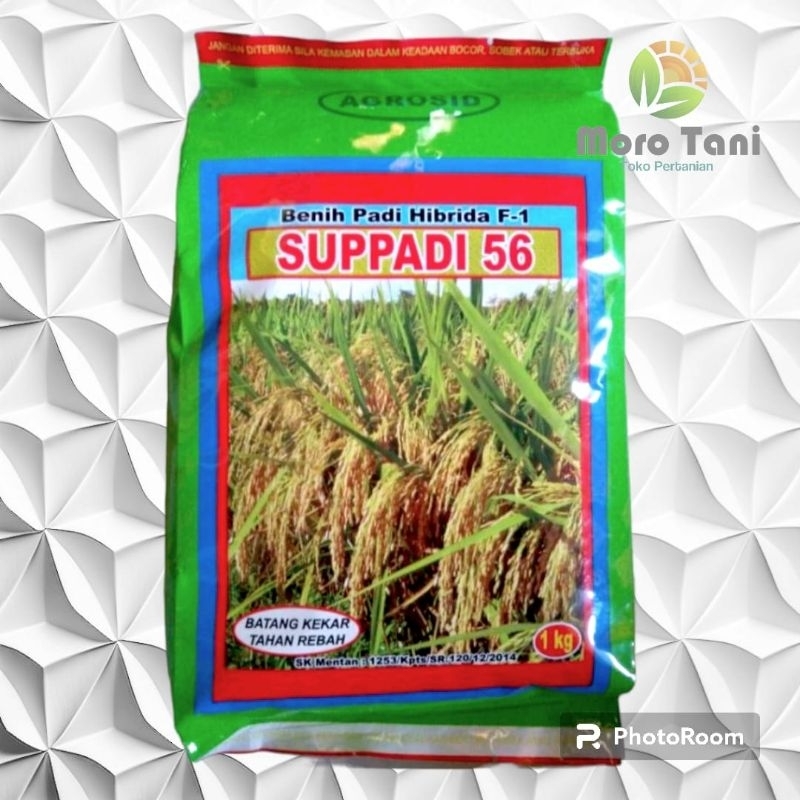 SUPPADI 56 Benih Padi Hibrida 1 kg ORIGINAL 100%