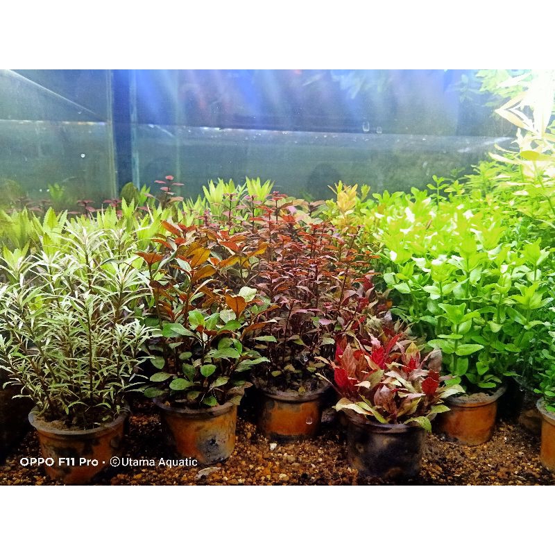 Tanaman air Aquascape /pot