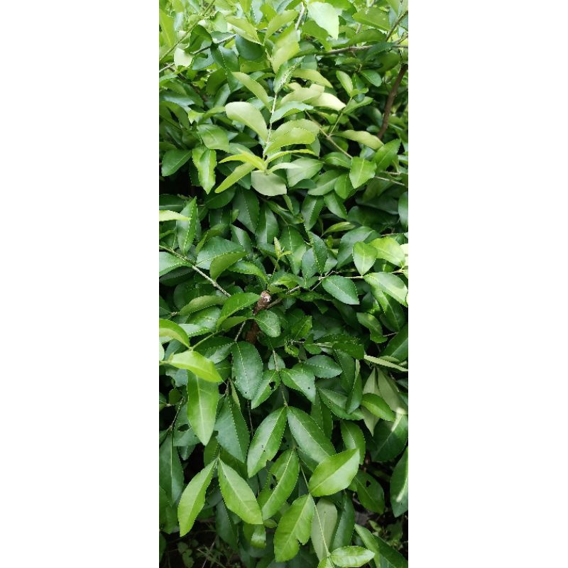 CERYY,SIANCI,BARBADOS