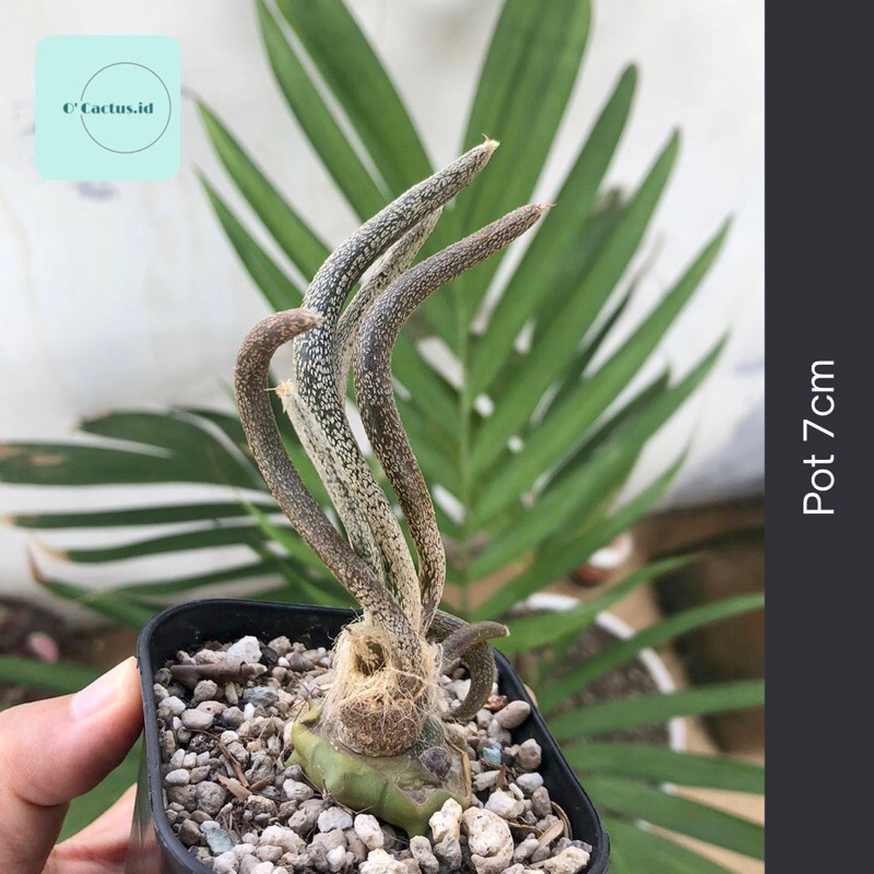 Astrophytum caput medusae medusa kaktus astro grafting tanaman hias hidup gurun indah hadiah gift ho