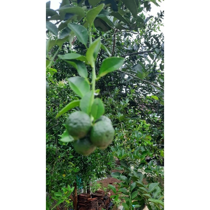 

250gr Jeruk Limau Jeruk Purut