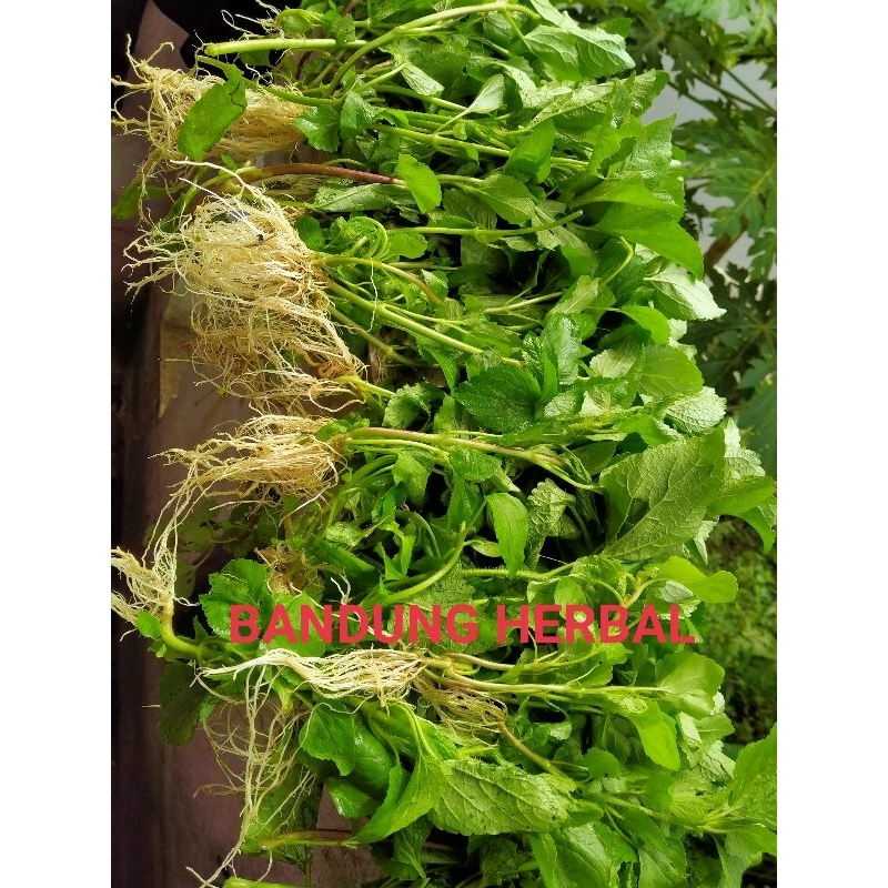 

daun bandotan babadotan segar obat herbal 500grm langsung petik