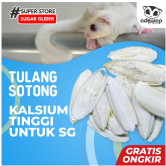 ADEWAP GLIDER Gigitan Kayu Apel Gnawing Perawatan Gigi Sugar Glider