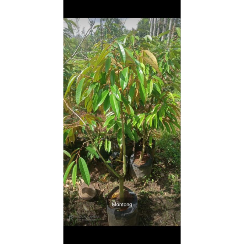 durian montong berbunga berbuah