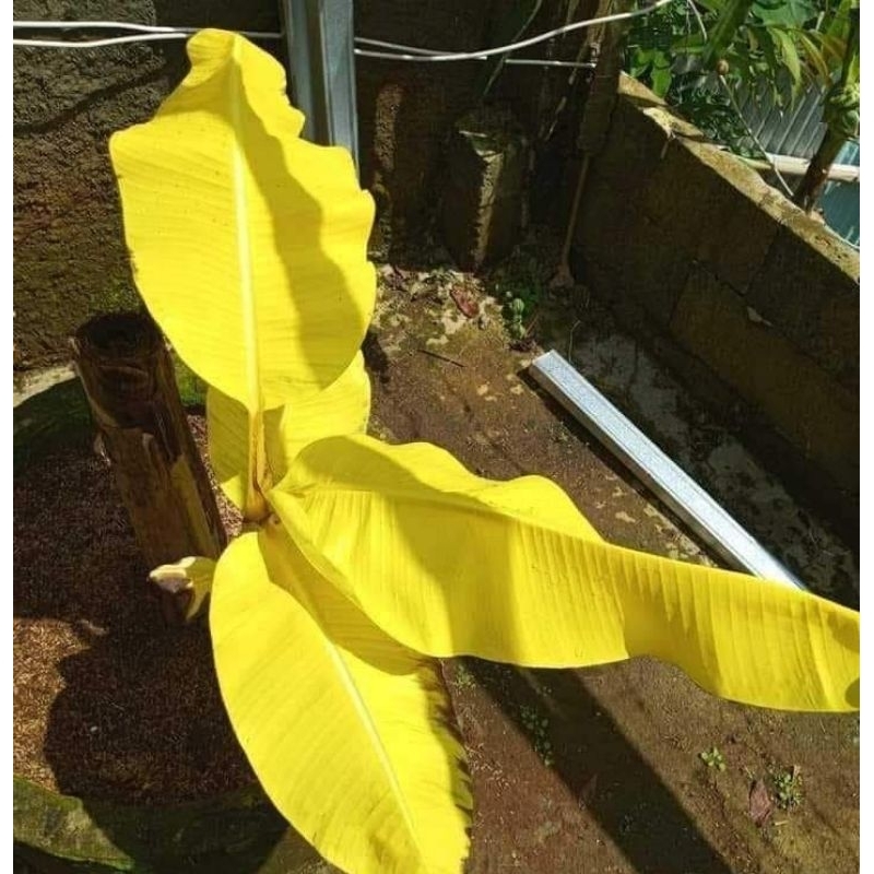 BIBIT PISANG GOLD | PISANG UNIK | PISANG HIAS| PISANG LANGKA | PISANG KUNING MAS | PISANG SULTAN| PI