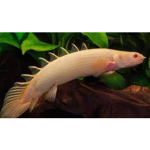 PALMAS ALBINO | IKAN PALMAS | IKAN PALMAS ALBINO | IKAN PREDATOR | IKAN PREDATOR PALMAS | IKAN PREDA