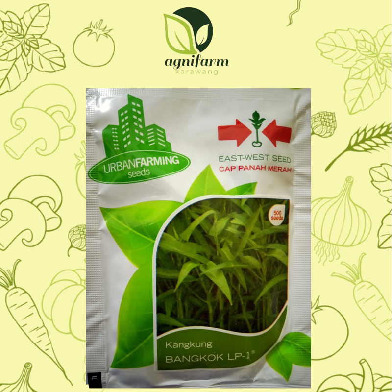 PANAH MERAH Kangkung | Kangkung Bangkok | Benih Kangkung | Bibit Kangkung