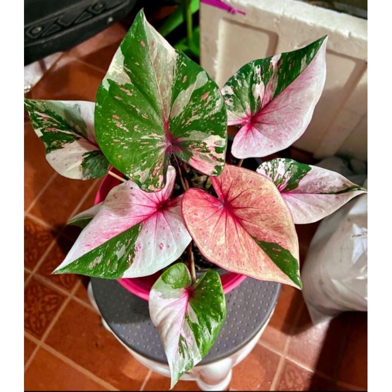 Caladium Pink Fantasy 1-3 Daun Tanaman Keladi Hias Murah Impor Thailand Import BUKAN bonggol bibit/ 