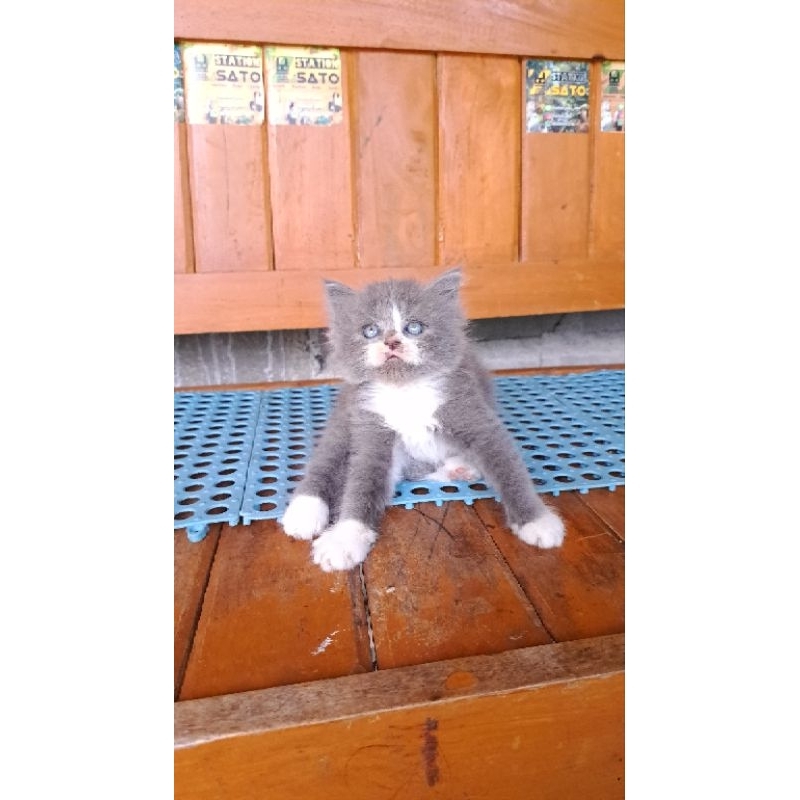 Kitten Persia Medium Abu Putih 1