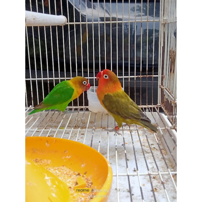 [Instant]Burung Lovebird green olive