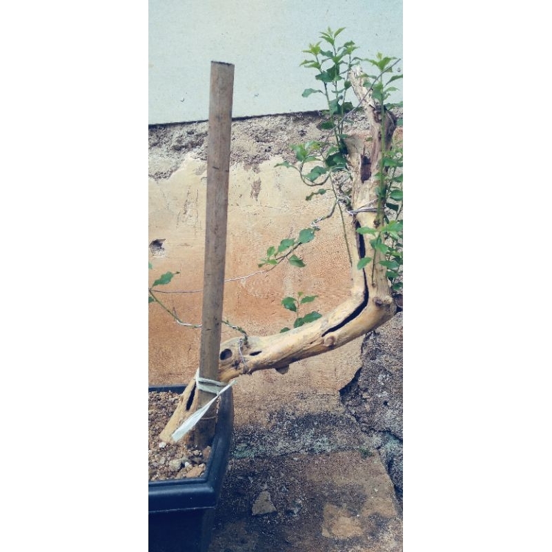 bahan bonsai sisir