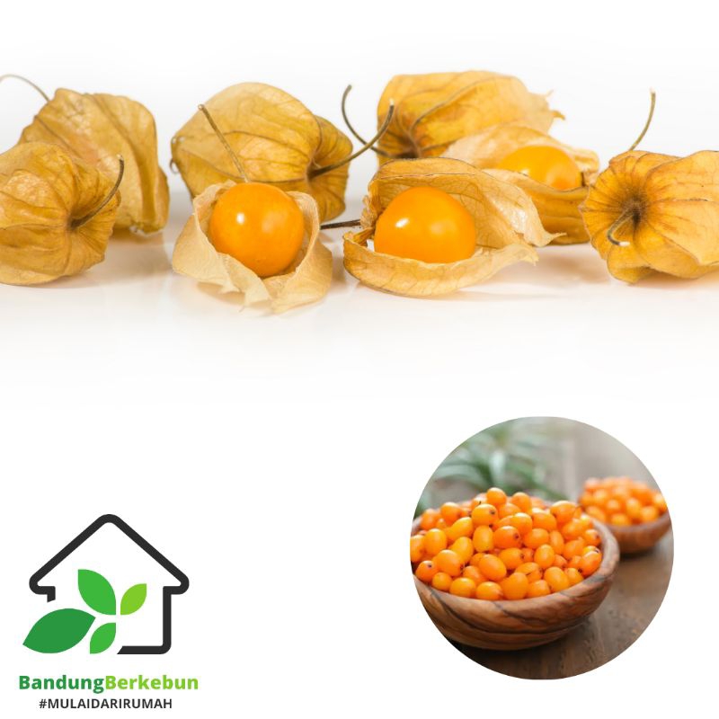 BENIH/BIBIT/BIJI GOLDEN BERRY | CIPLUKAN (ISI 20 BIJI)