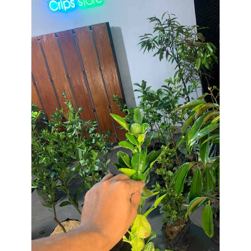 Bibit Jeruk Purut Kondisi Rimbun