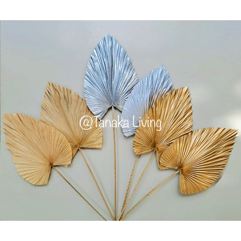 DAUN PALEM KERING / DAUN DEKORASI / DAUN KERING / DAUN PALEM NATURAL / DAUN PALEM GOLD / DAUN PALEM 