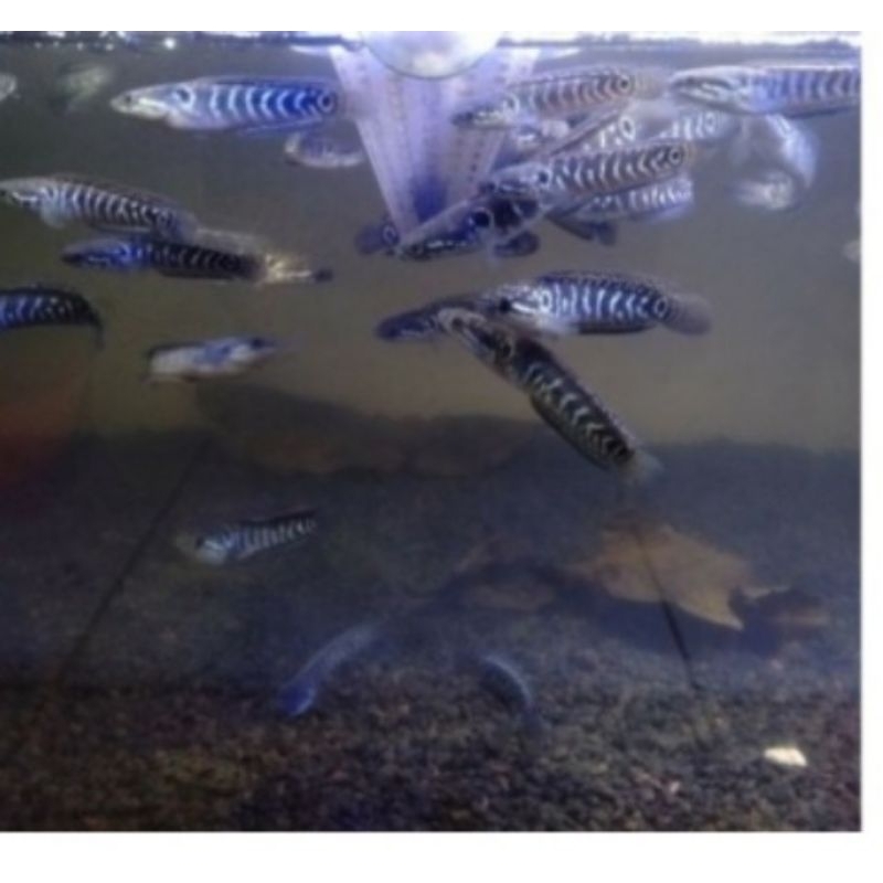 Channa asiatica ws pure 5-6cm(paket 3ekor)