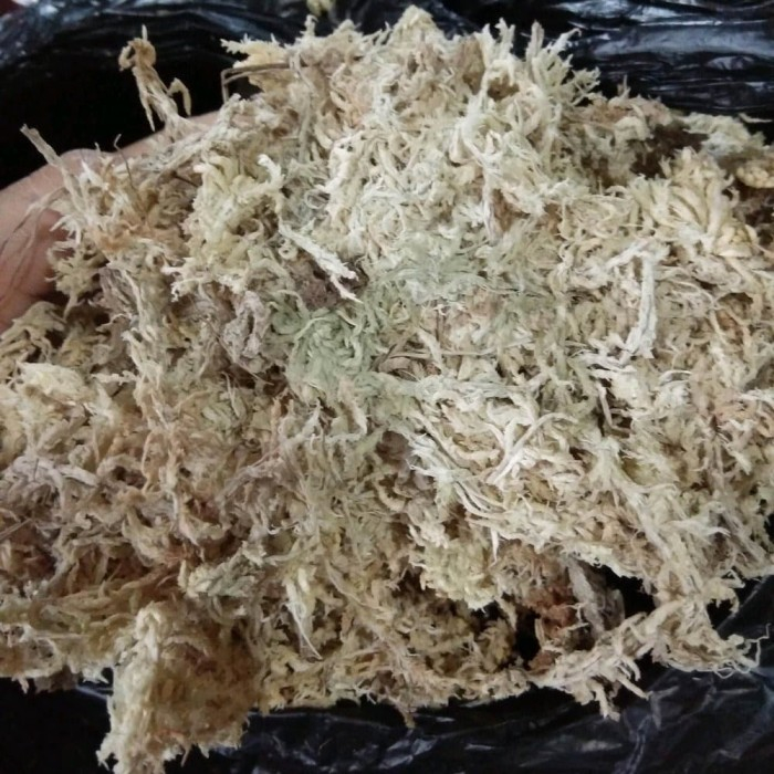 Spagnum Moss Mos Putih  Lumut Putih  Media Tananam Anggrek 100 grm