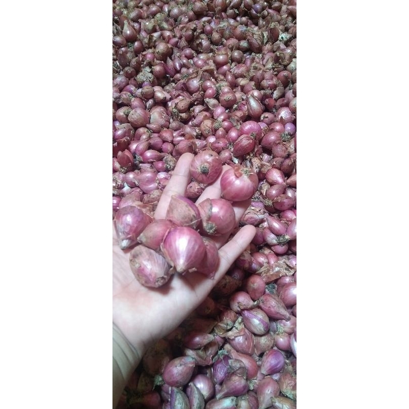 

Bawang Merah premium