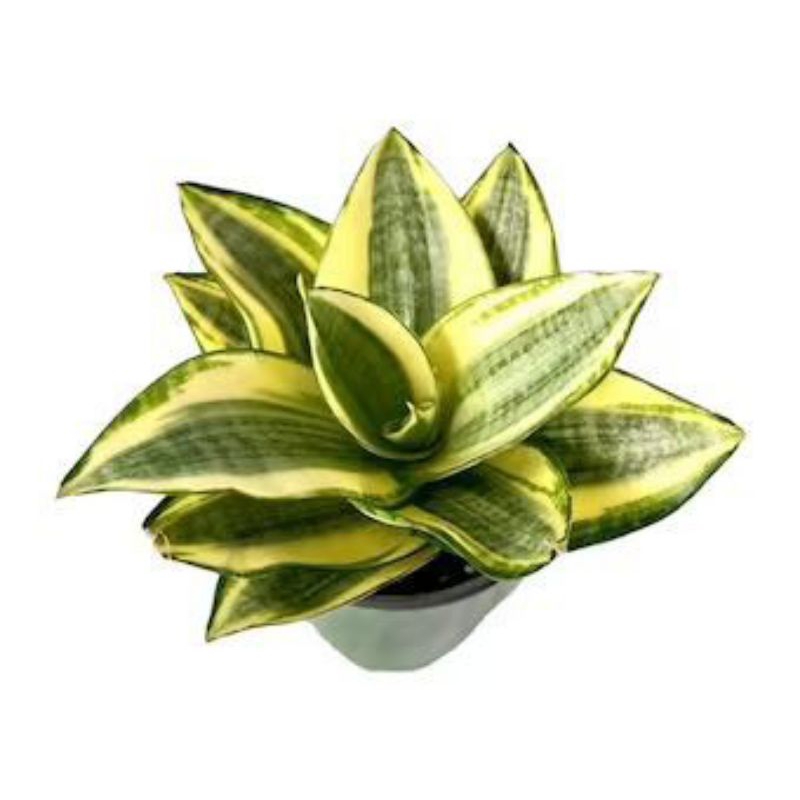 Tanaman sensiviera golden honey plus pot