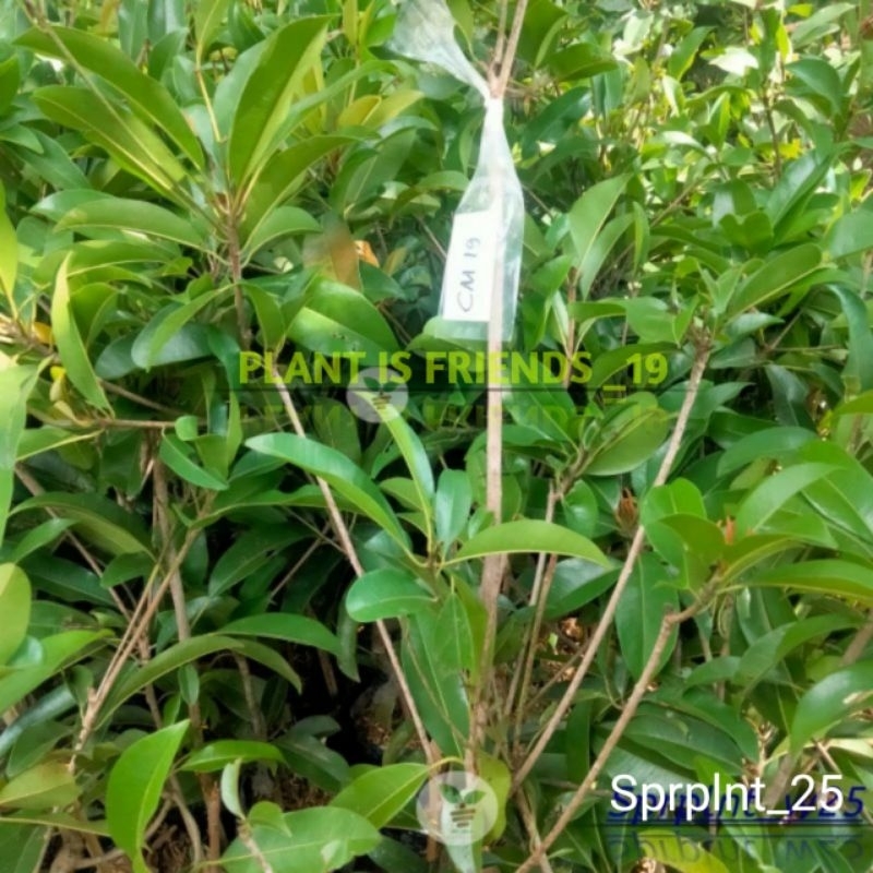 BIBIT SAWO CM 19 VALID OKULASI TANAMAN SAWO CIKUMEGA 19