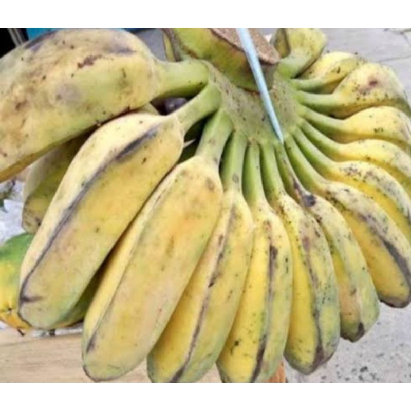 

pisang kepok Pipit untuk di goreng 1sisir