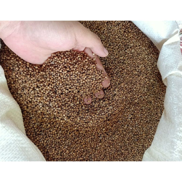 

Super Oke Ketumbar Hitam Asli Murni Kualitas Premium 5Gram Untuk Teh masak dll