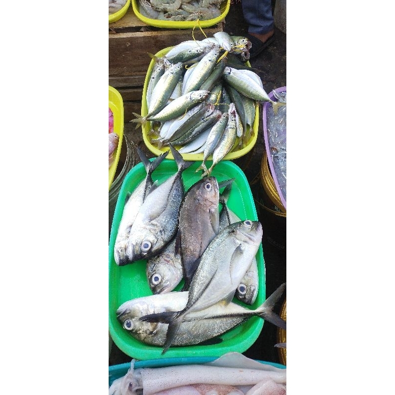 

Ikan Laut Beku