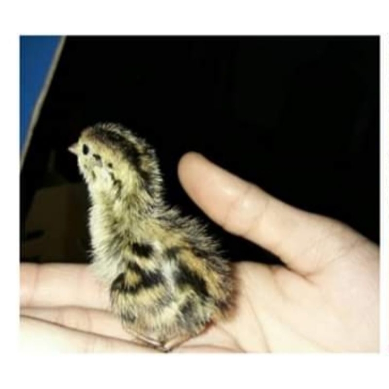 doq puyuh jantan / anak puyuh /pakan reptil / pakan owl / Umpan galatama