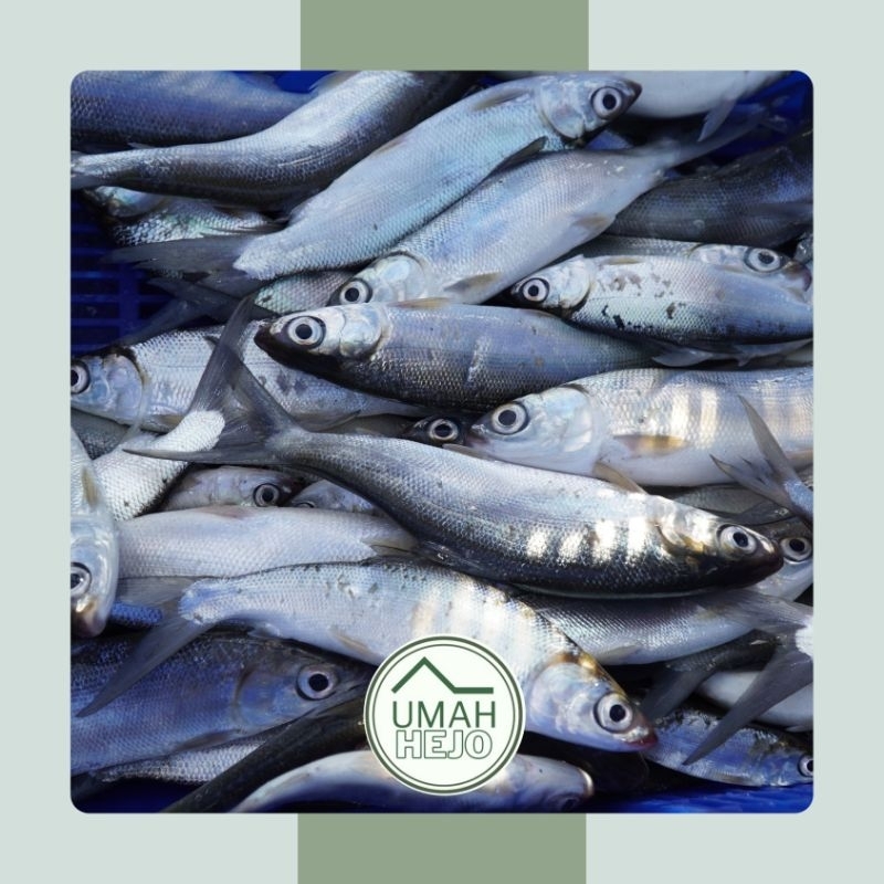 

IKAN BANDENG SEGAR | IKAN BANDENG FRESH - 500GR