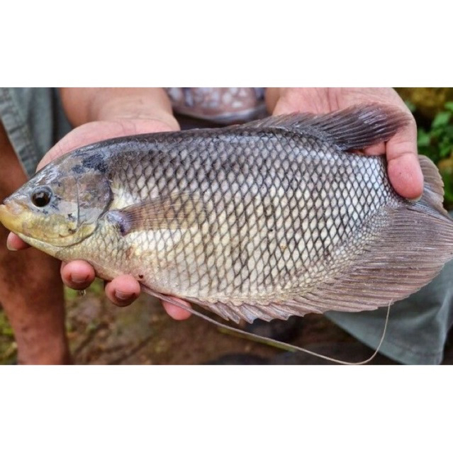 

Ikan Gurame Segar Berkualitas FREE DIBERSIHKAN