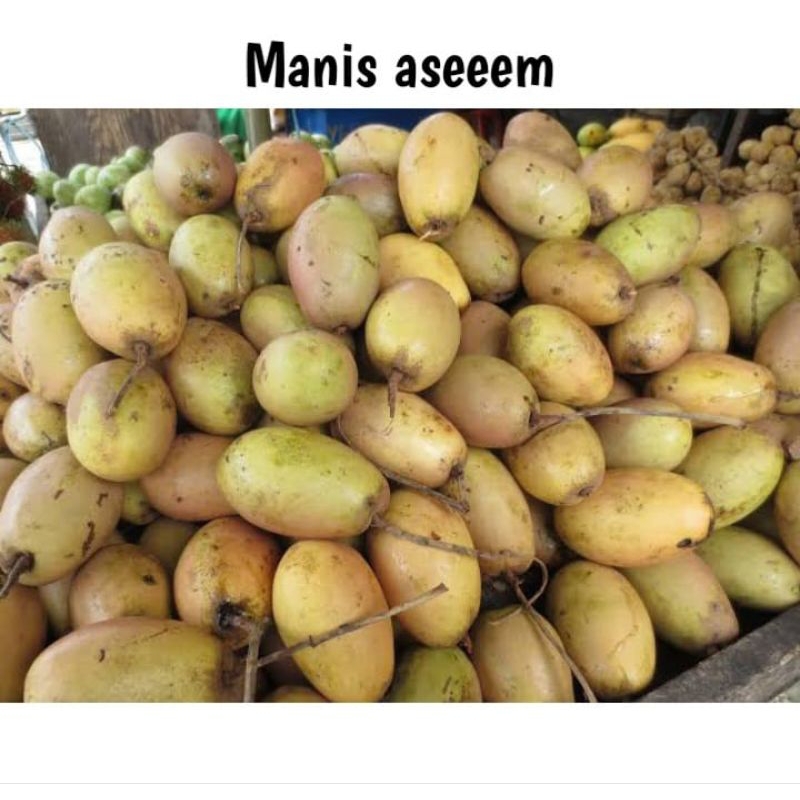 

Buah Kemang asem manis segar 500 gram buah langka buah Binjai buah musiman