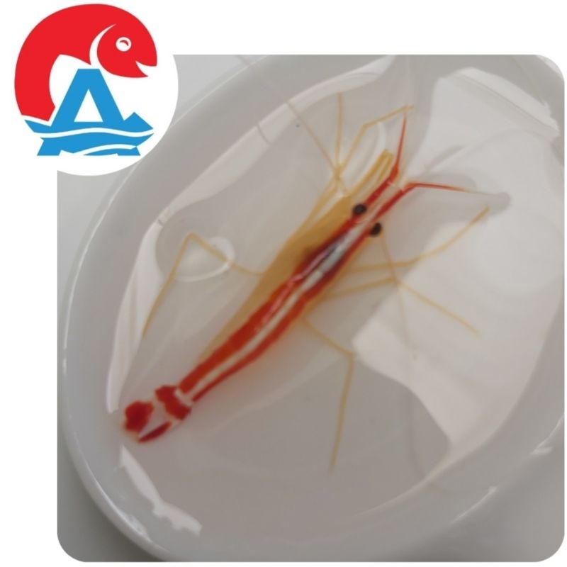 Ikan Hias Laut Udang Pelet