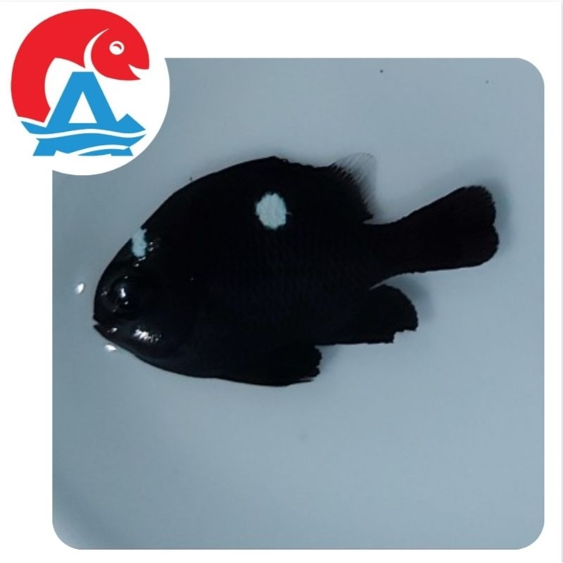 Ikan Hias Laut Betok Dakocan