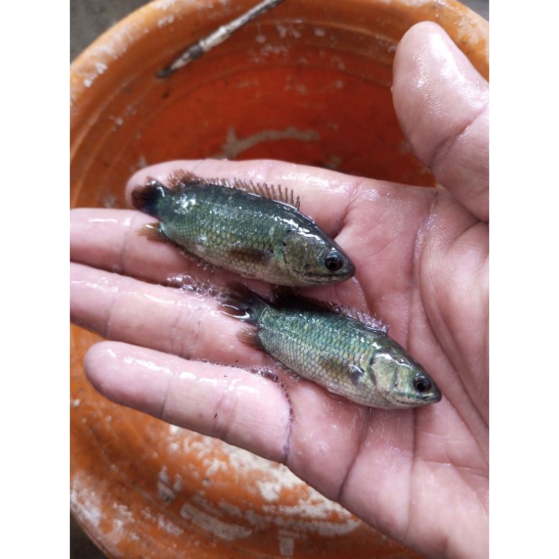 

ikan betok puyu