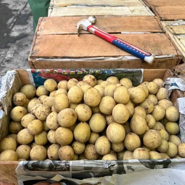 

Buah Duku Fresh ASLI Palembang