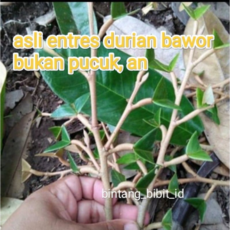 entres durian bawor(bonus bibit durian bawor)