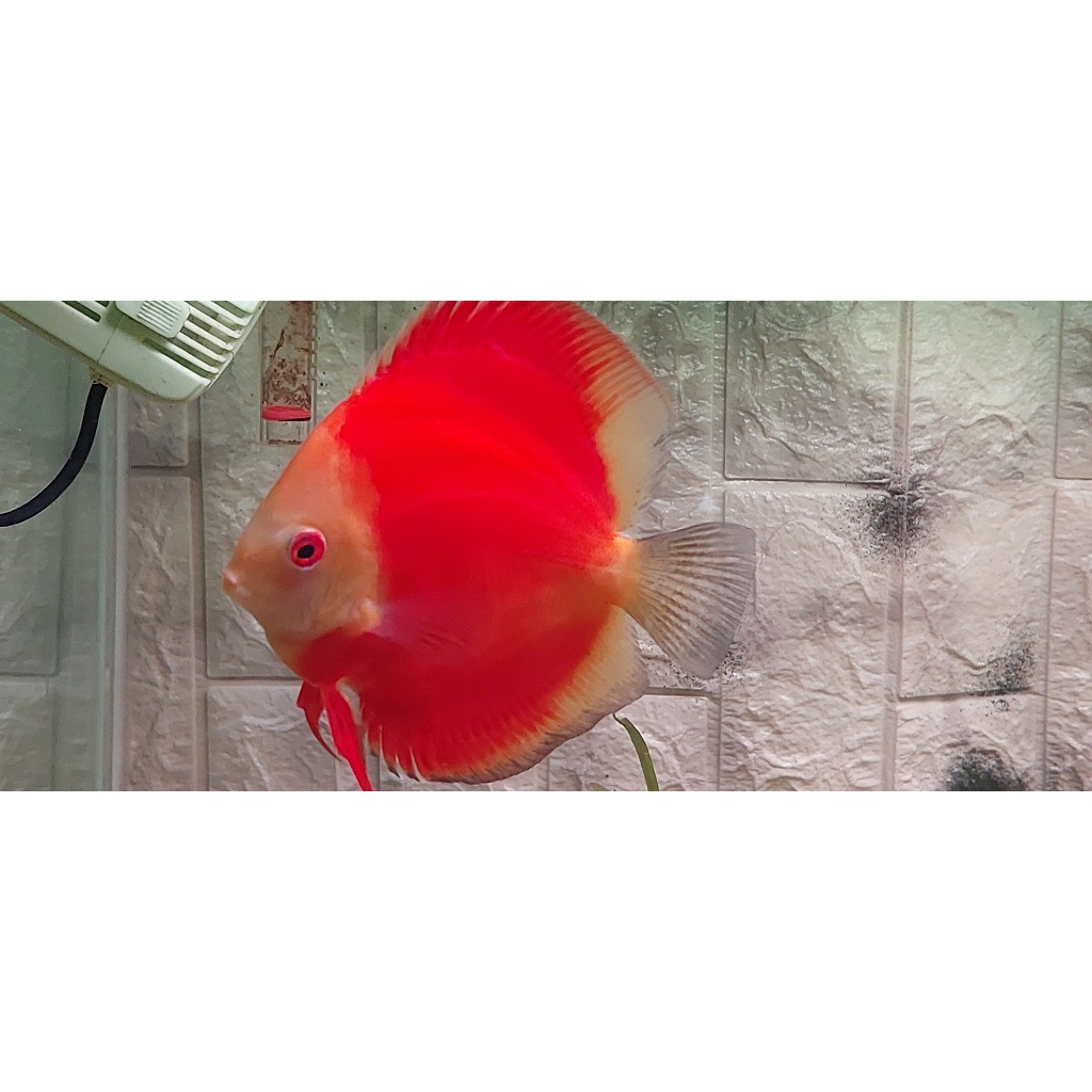 ikan hias discus  2'