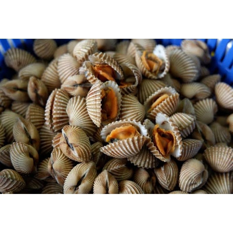 

Kerang dara
