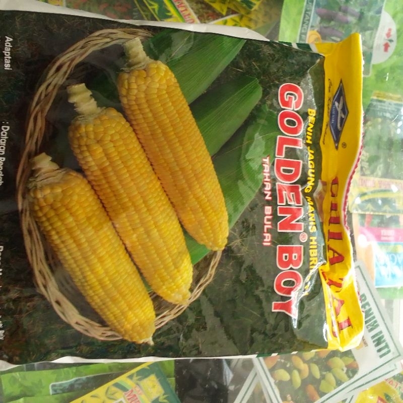 

benih jagung super manis goldenboy 250 gr