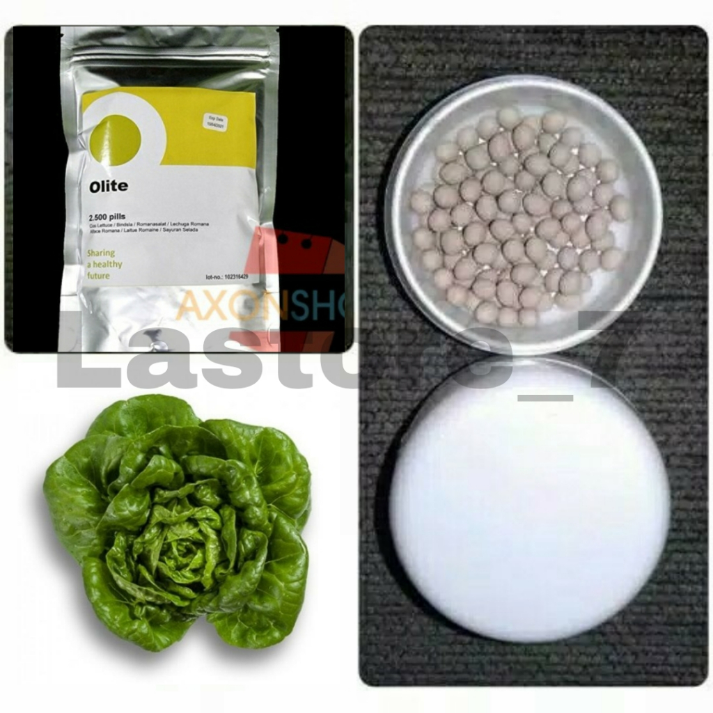 Benih Selada OLITE RZ Repack 50 dan 100 Pills Cos Lettuce Rijk Zwaan