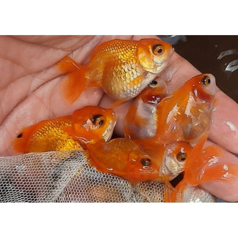 hiasan aquarium anakan koki oranda short body