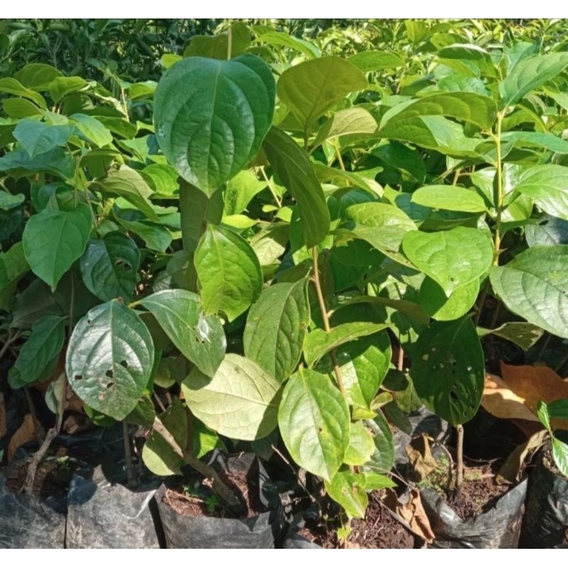 bibit kesemek cangkok