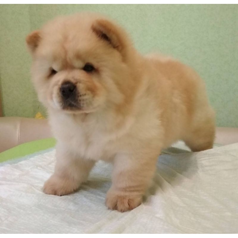 anakan anjing chow chow