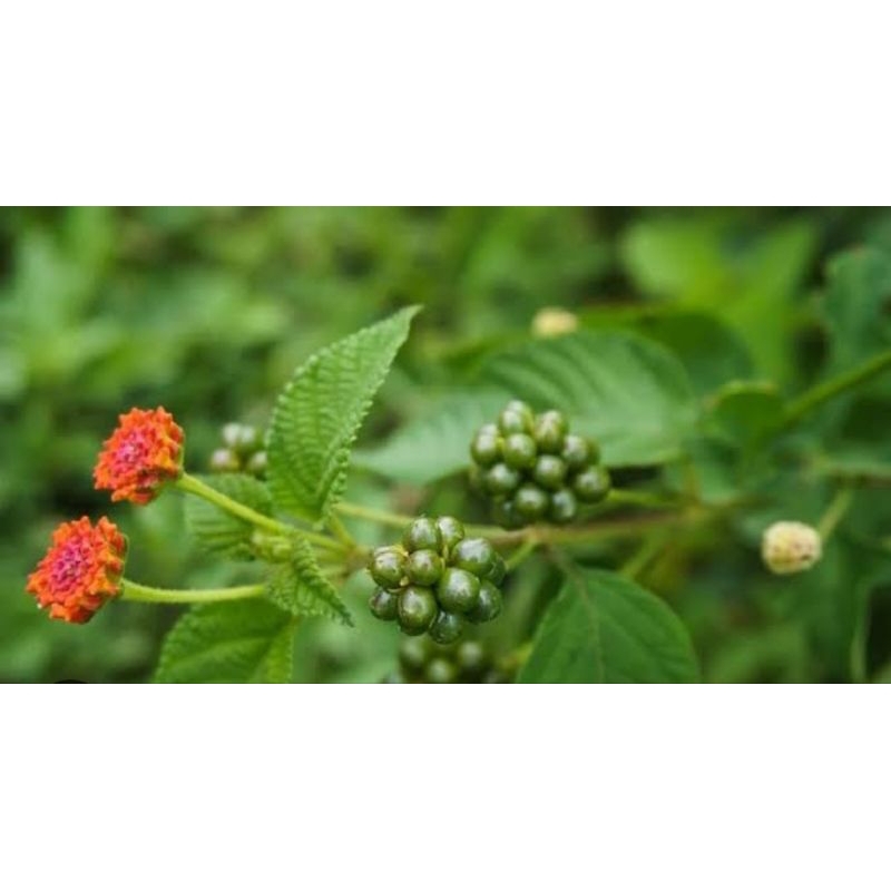 

Akar daun tembelekan asli berat 100g untuk obat herbal