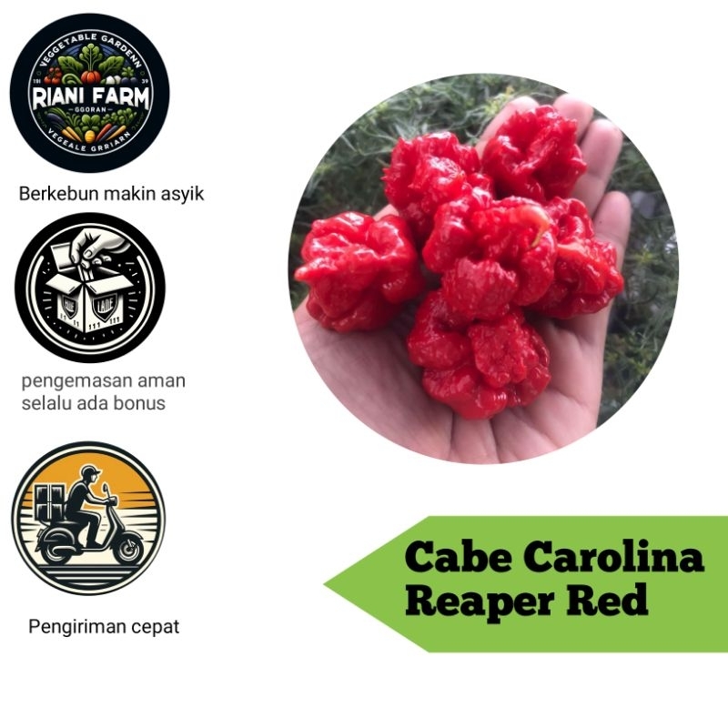 

Cabe Carolina Reaper Red. Buah/Pot