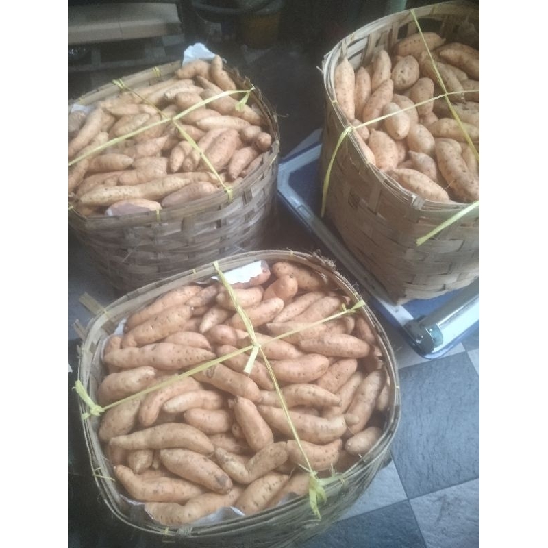 

ubi madu Cilembu mentah 1 kg